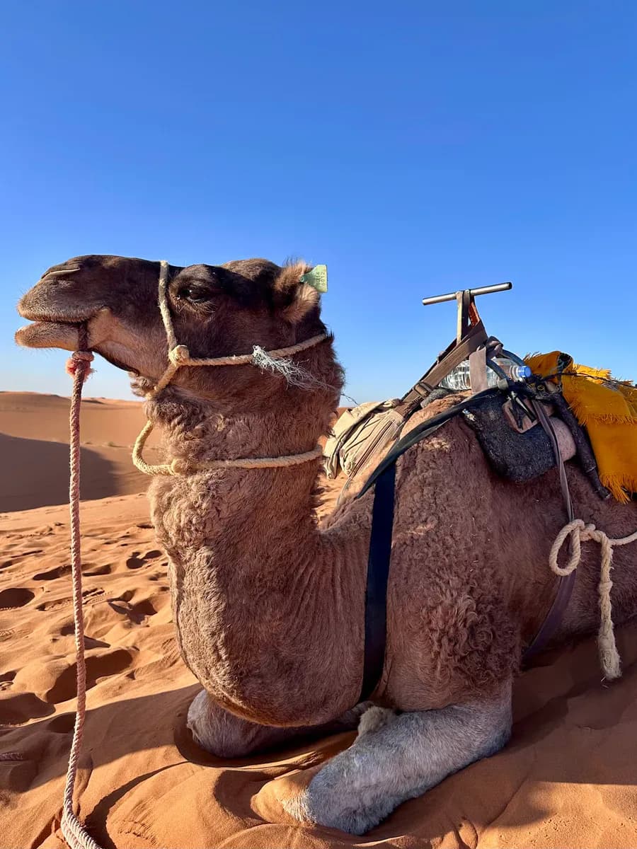 Camel Ride Through Morocco’s Desert Landscapes