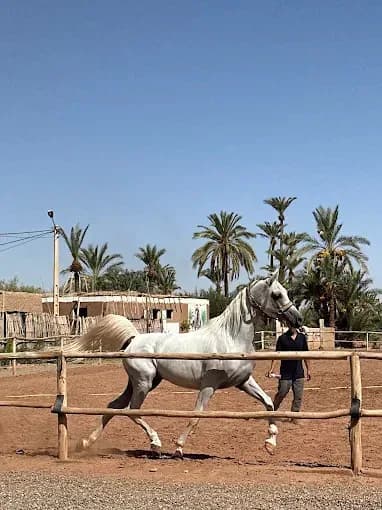 Domaine équestre la palmeraie 3