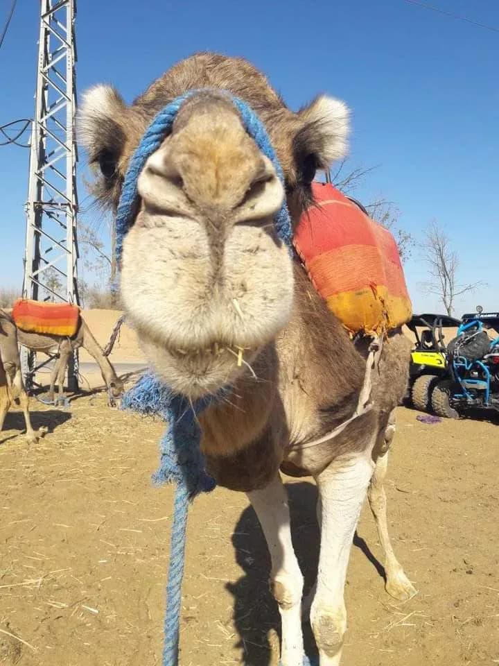 Dromadaire Quad Buggy Marrakech Palmeraie 4