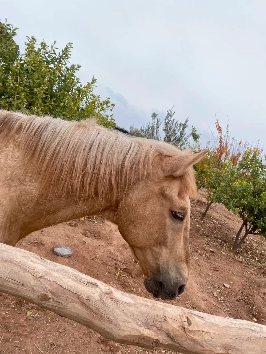 Club Horses Farm 3