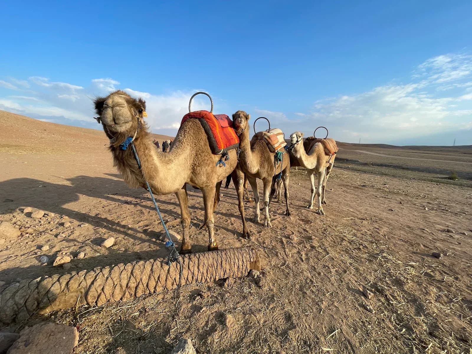 Camel Ride & Quad Bike Adventure in the Moroccan Desert