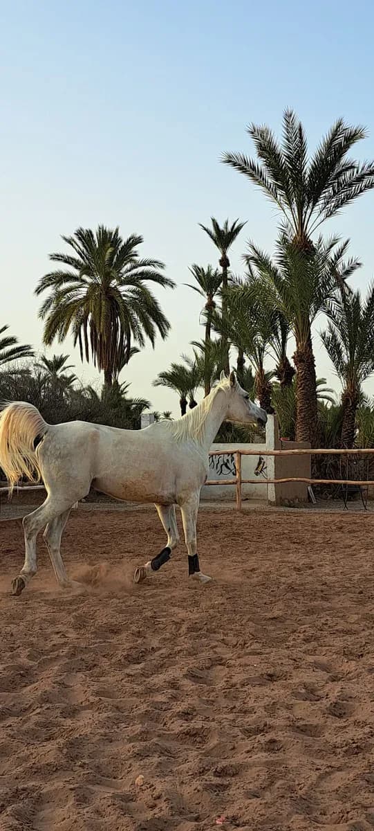 Equestre Palmeraie 4
