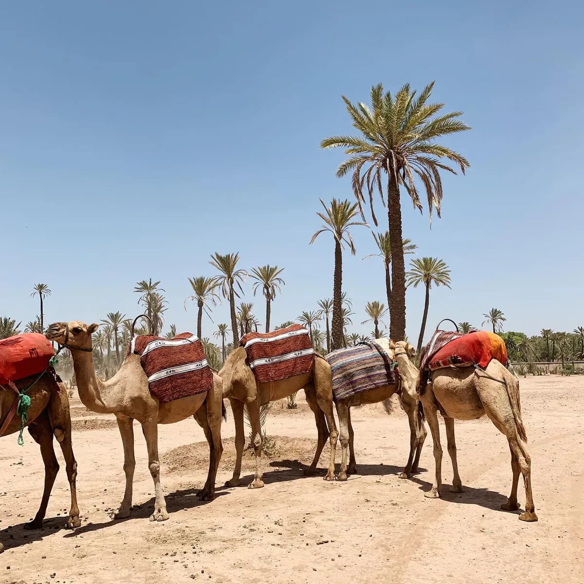 Buggy Cheval Quad & Dromadaire 4