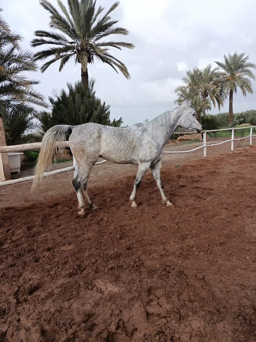 Premium Horse & Quad Tours 3