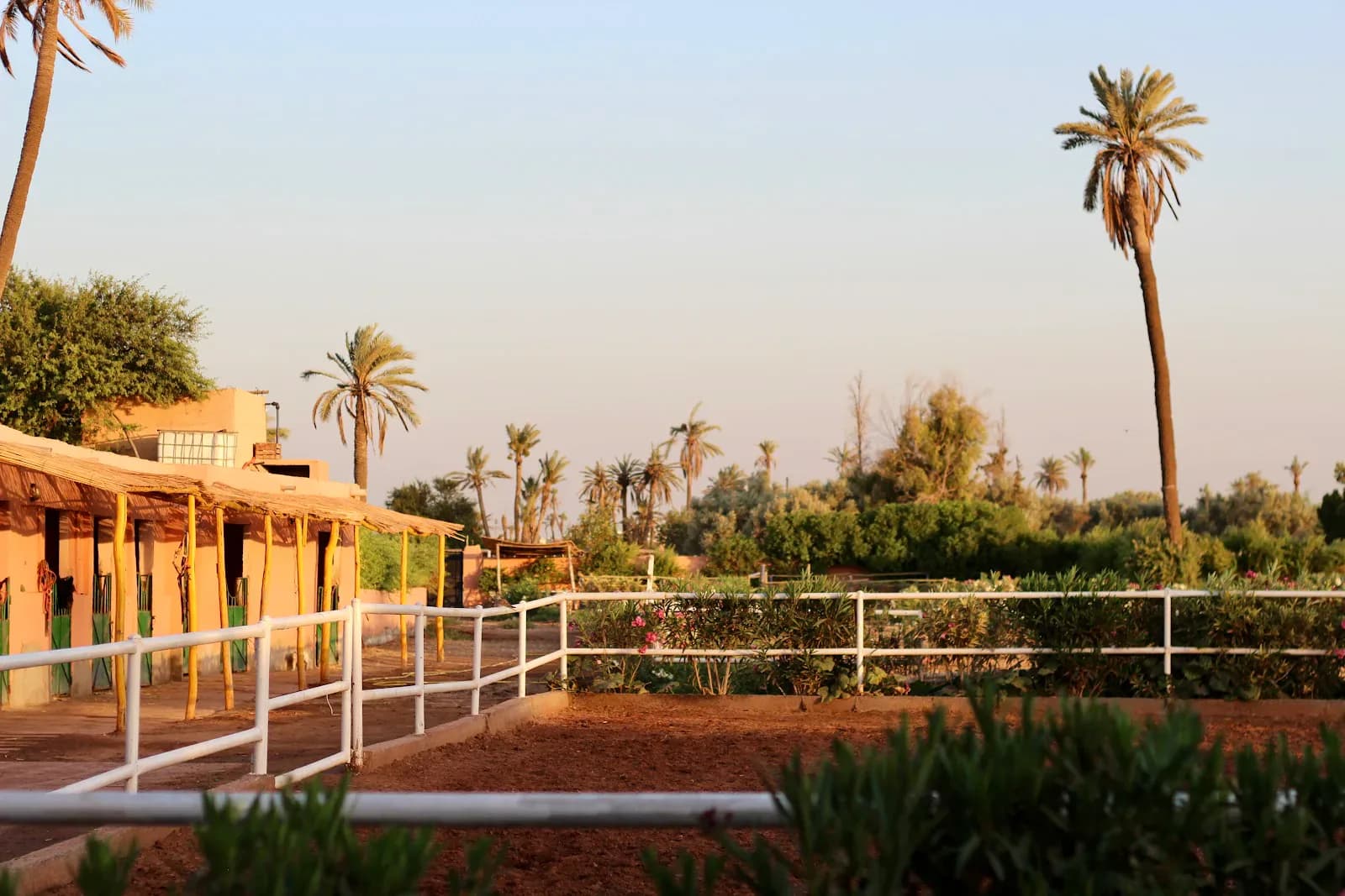 Horse Riding in Morocco’s Palm Garden