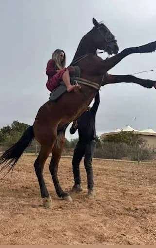 Equitationmarrakech 4