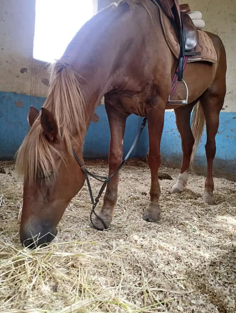 Equestre Palmeraie - Cheval Marrakech atlas 4