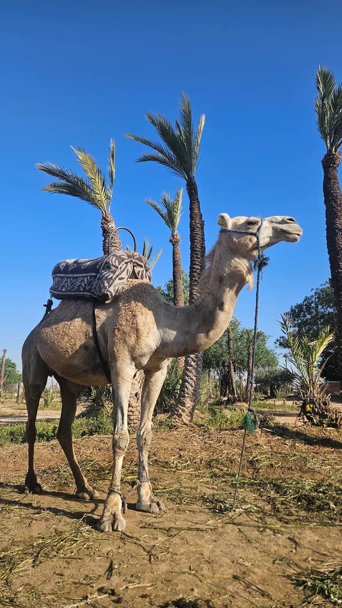 Camel Ride and Palm Oasis Escape