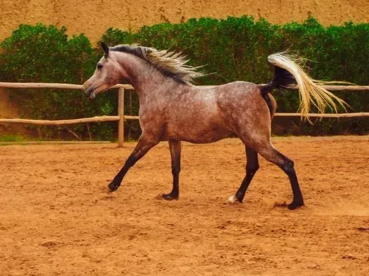 Chevalmarrakechatlaspalmeraie 3