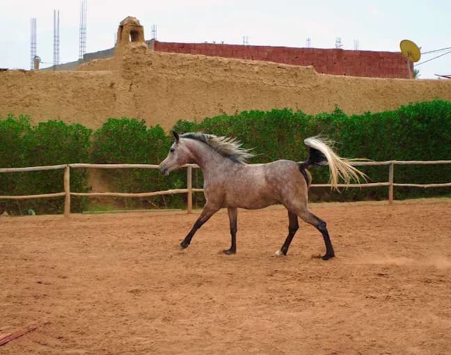 Equitationmarrakech 2