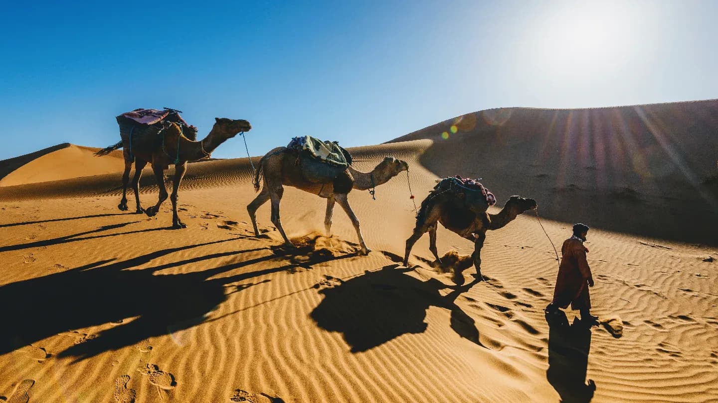 Camel Trek, Golden Dunes & Dramatic Canyon Walk