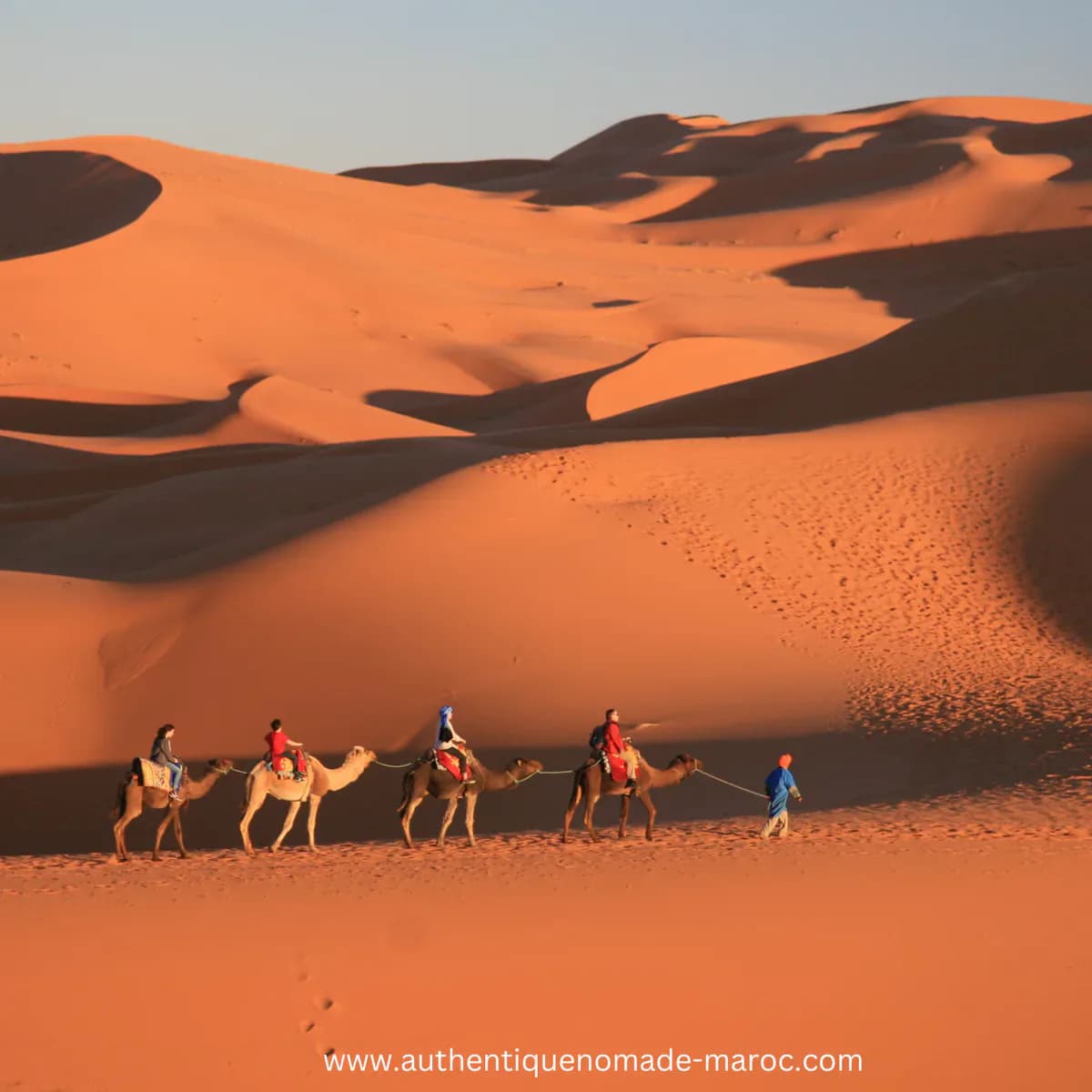 Camel Trek Across Morocco’s Golden Dunes