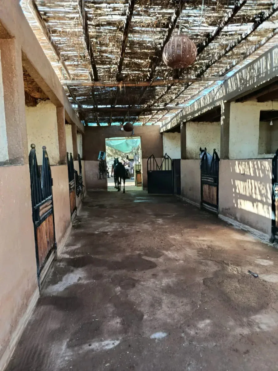 Horseback Riding Through Morocco’s Palm-Grove Landscapes