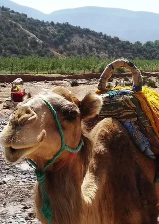 Atlas Mountains Ride & Moroccan Tagine Workshop