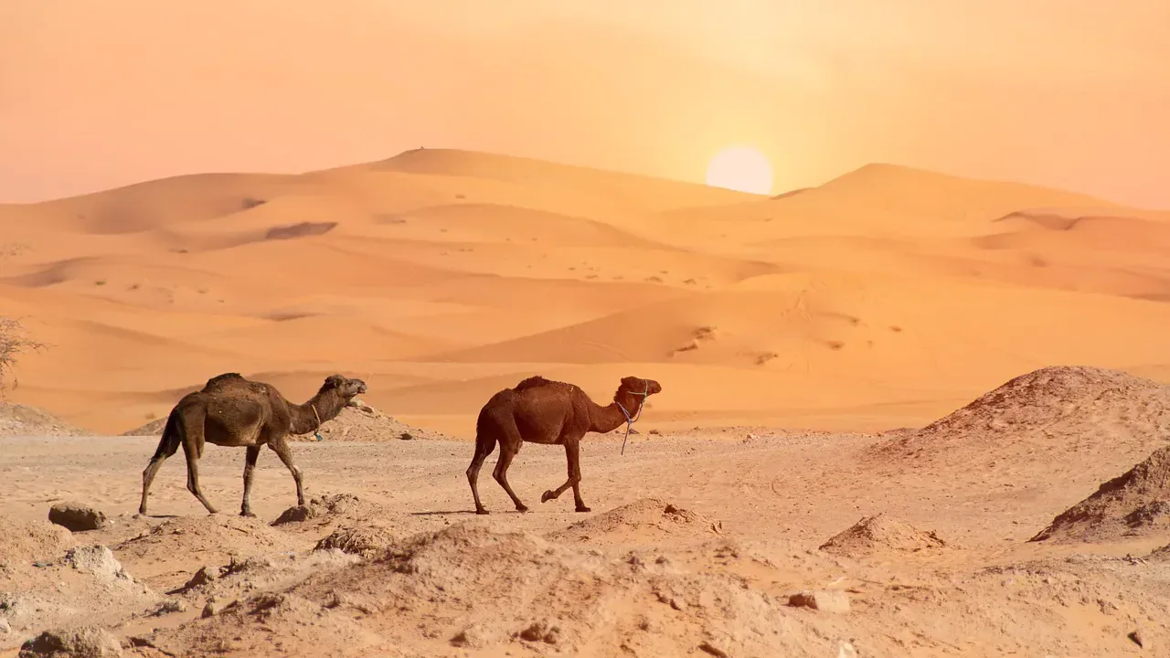 Aventura entre dunas doradas y campamento en el desierto